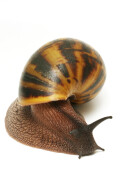 Achatina achatina Ghana F1, odchov Věry Babincové